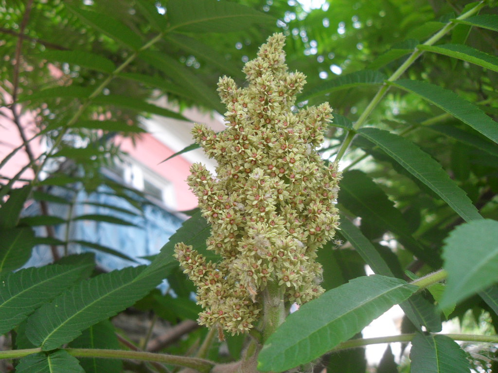 Image of Rhus typhina specimen.