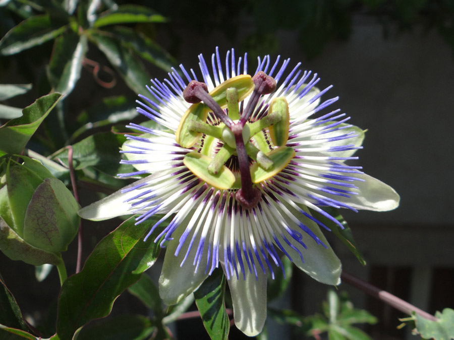 Image of Passiflora caerulea specimen.