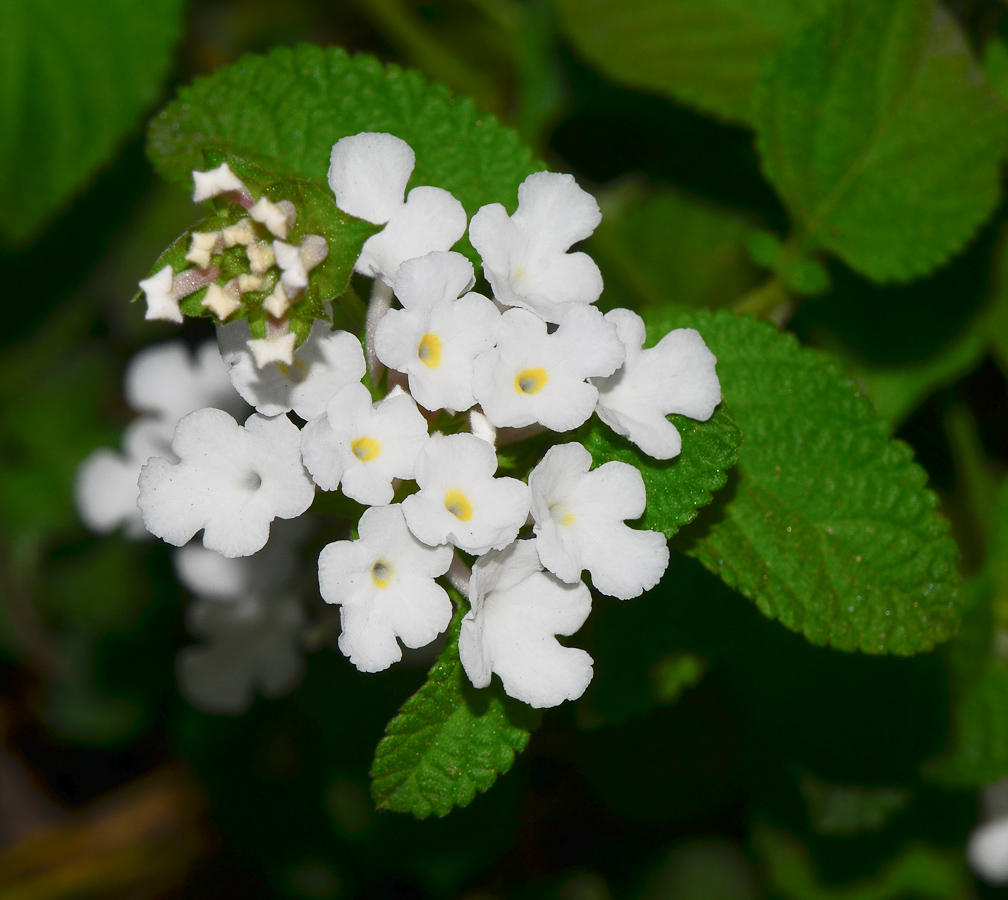 Изображение особи Lantana montevidensis.