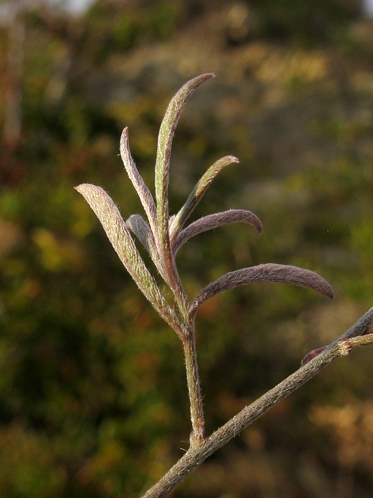 Image of Convolvulus cantabrica specimen.