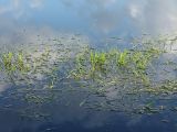 Agrostis stolonifera. Растение в воде у берега. Ленинградская обл., Лужский р-н, окр. дер. Кемка, пойма р. Луга, старица. 12.06.2009.