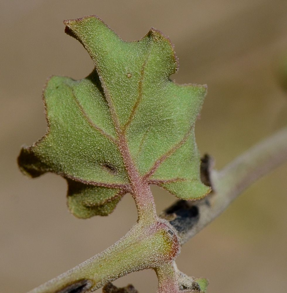 Изображение особи Commicarpus sinuatus.