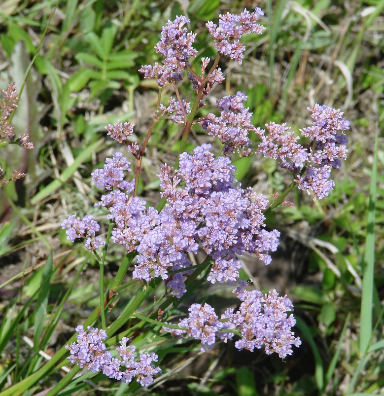 Image of Limonium gmelinii specimen.