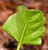 Arisarum vulgare. Листовая пластинка (вид с обратной стороны). Израиль, Шарон, г. Герцлия, сад авокадо. 23.11.2013.