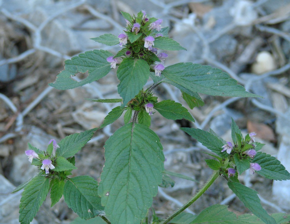 Image of Galeopsis bifida specimen.