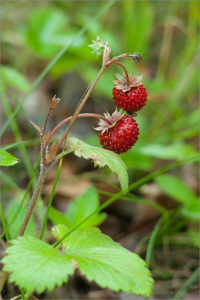 Image of Fragaria vesca specimen.