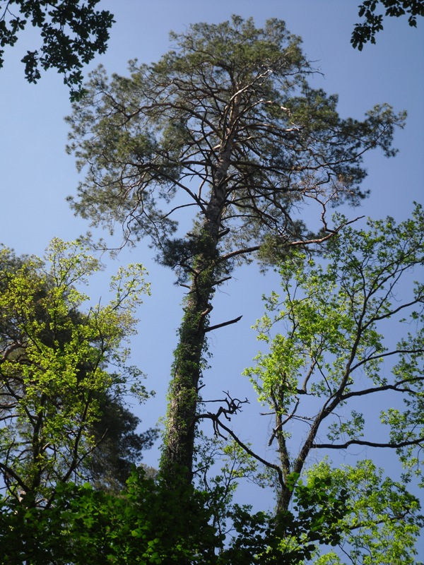 Изображение особи Pinus sylvestris.