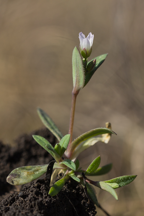 Изображение особи Holosteum umbellatum.