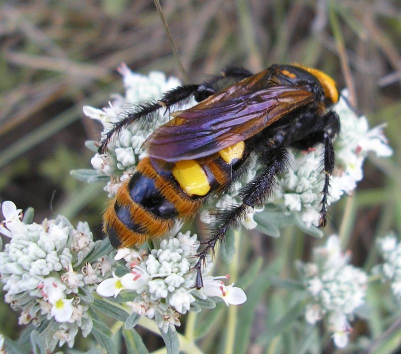 Image of Teucrium capitatum specimen.