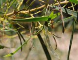 Acacia saligna