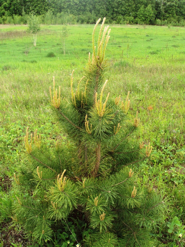 Image of Pinus sylvestris specimen.