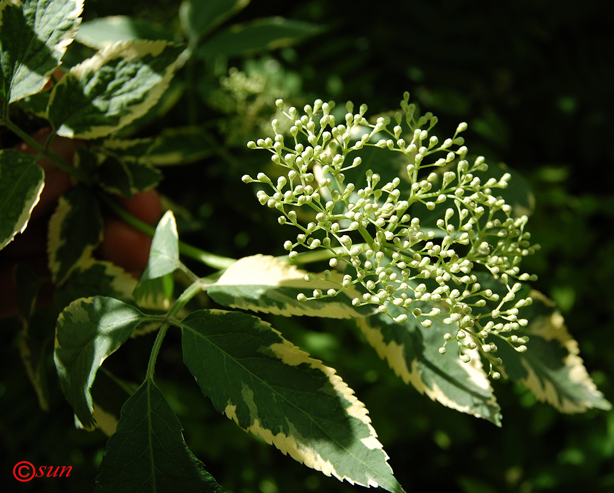 Изображение особи род Sambucus.