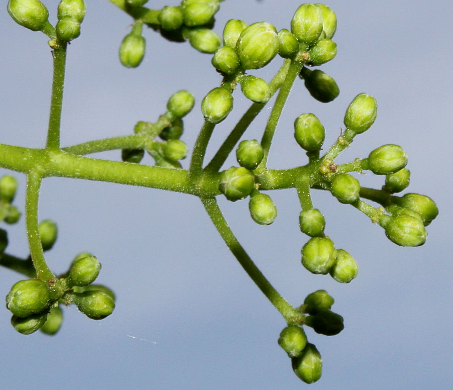 Изображение особи Phellodendron japonicum.