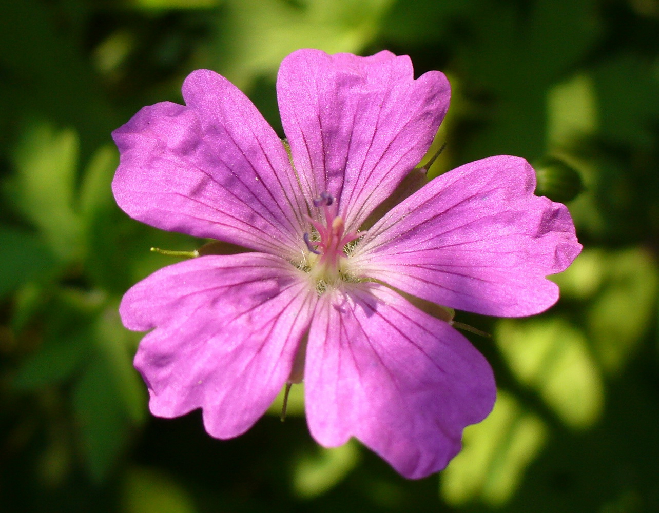 Изображение особи Geranium palustre.