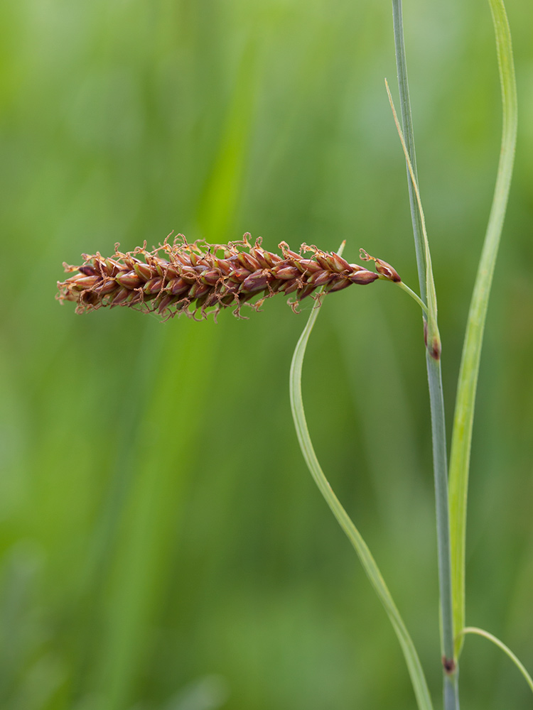 Изображение особи Carex flacca.