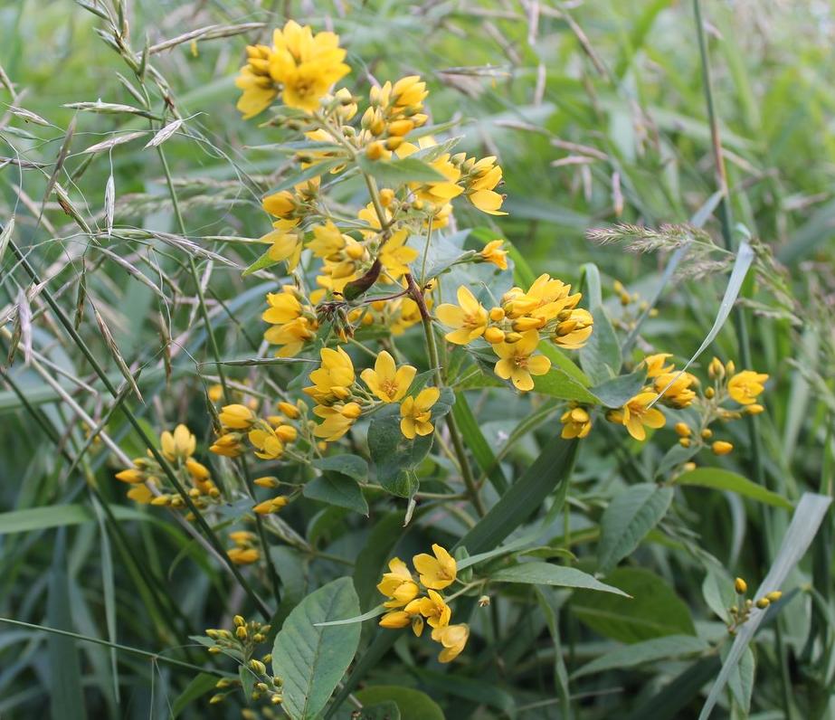 Image of Lysimachia vulgaris specimen.