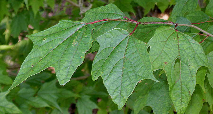 Image of Alangium chinense specimen.