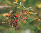 Rosa cinnamomea