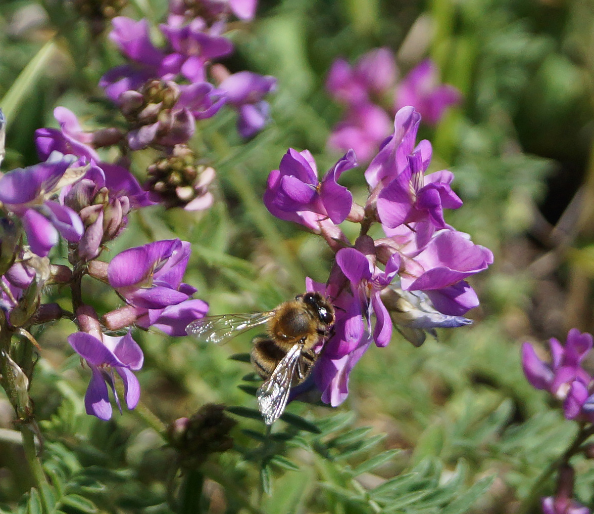 Image of Oxytropis teres specimen.