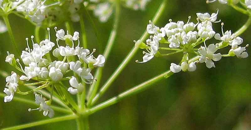 Image of Pimpinella nigra specimen.