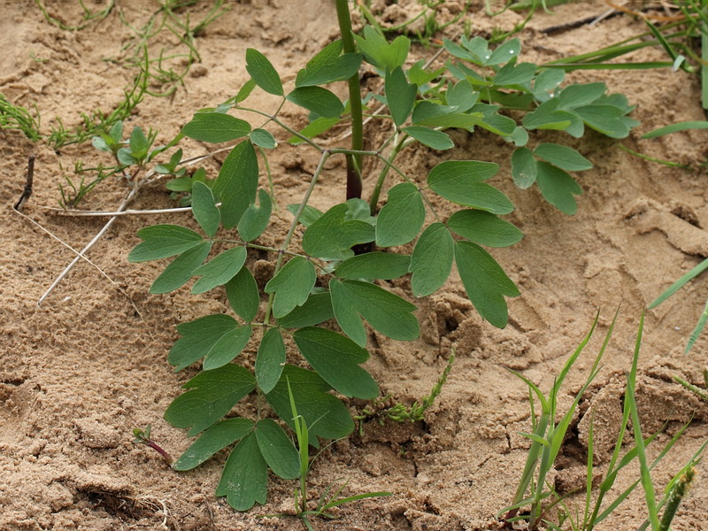 Image of Thalictrum flavum specimen.