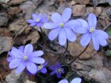 Hepatica nobilis. Цветки. Псковская область, д. Вышегород. Начало мая 2004 г.