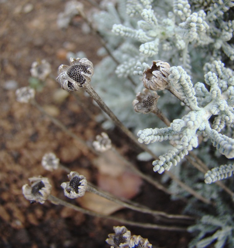 Image of Santolina chamaecyparissus specimen.