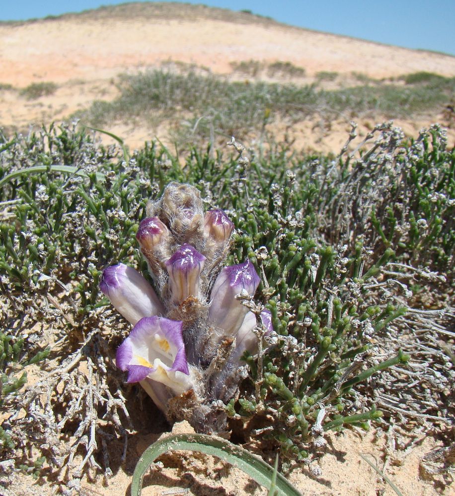 Image of Cistanche salsa specimen.