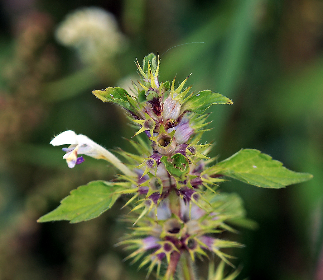 Image of Galeopsis speciosa specimen.