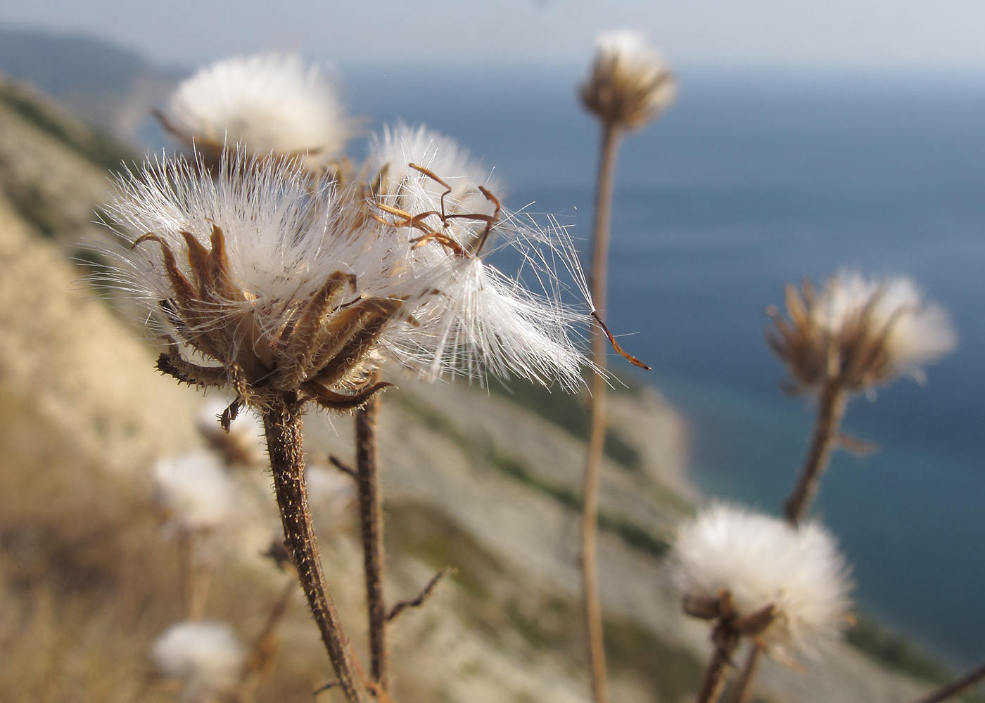 Image of Crepis rhoeadifolia specimen.