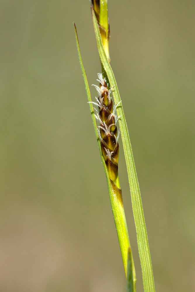 Image of Carex panicea specimen.