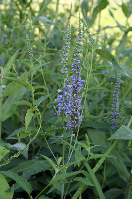 Изображение особи Veronica longifolia.