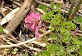 Corydalis buschii