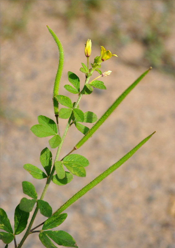 Image of Cleome viscosa specimen.