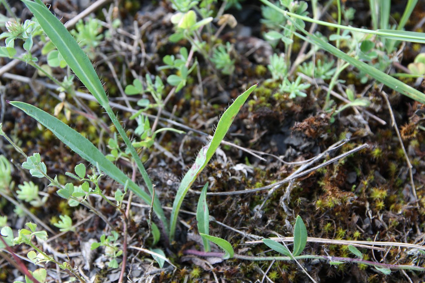 Image of Pilosella besseriana specimen.