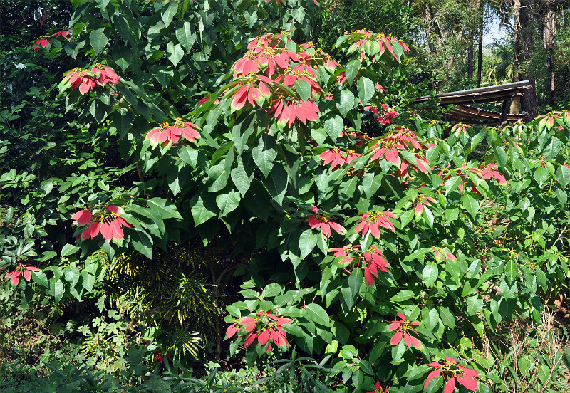 Image of Euphorbia pulcherrima specimen.