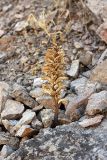 Orobanche sordida. Плодоносящее растение. Южный Казахстан, горы Алатау (Даубаба), Западное ущелье. 08.07.2014.