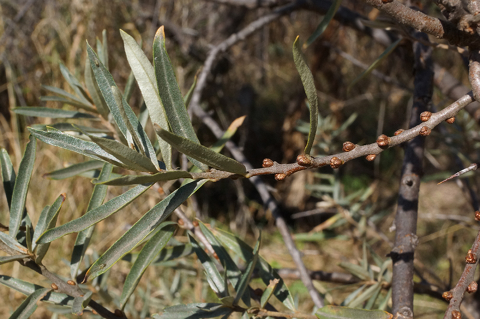 Image of Hippophae rhamnoides specimen.