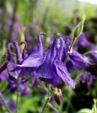 Смотреть изображение Aquilegia vulgaris