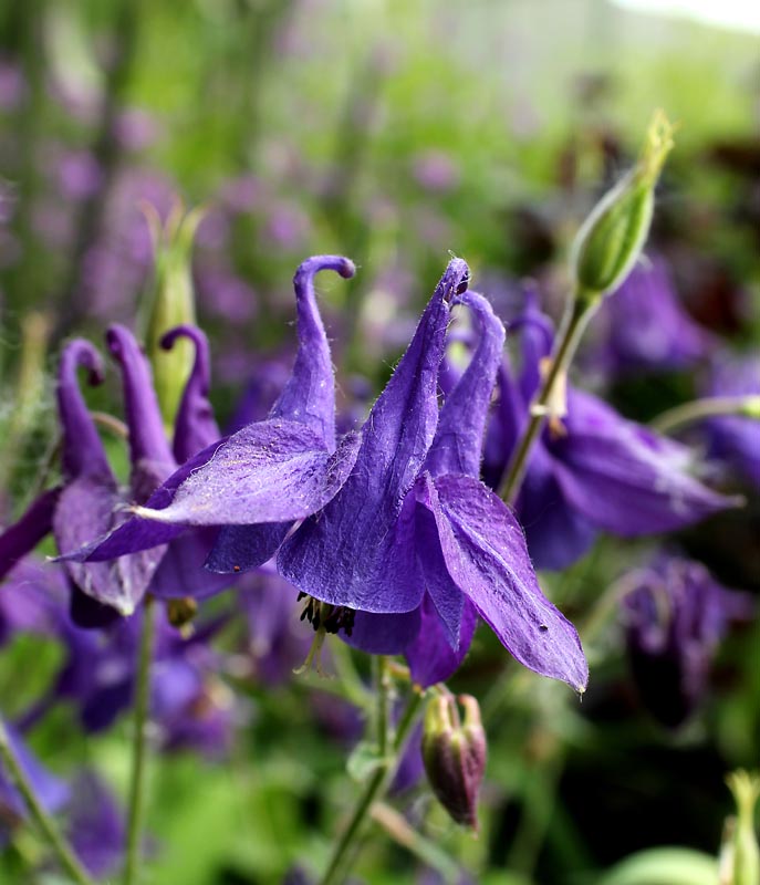 Image of Aquilegia vulgaris specimen.