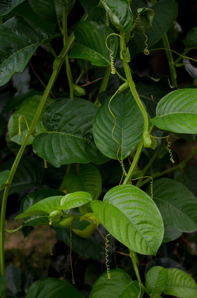 Image of Passiflora quadrangularis specimen.