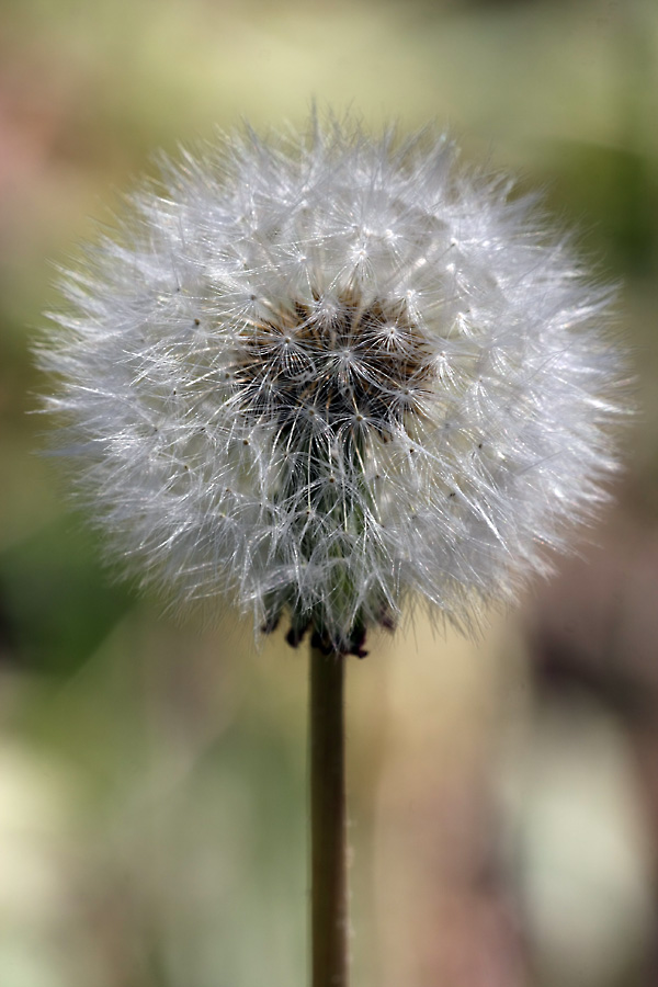 Изображение особи Taraxacum monochlamydeum.