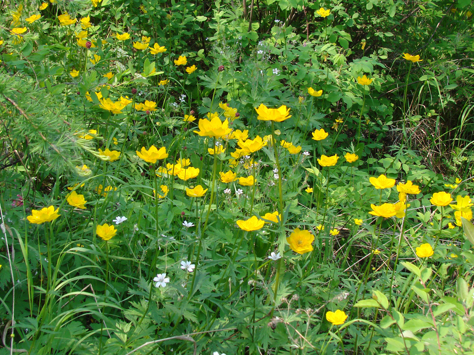 Изображение особи Trollius sibiricus.