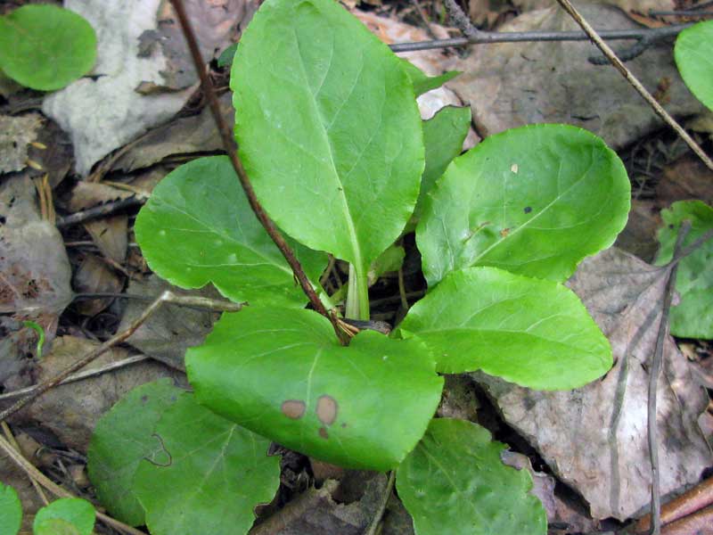 Image of Pyrola minor specimen.