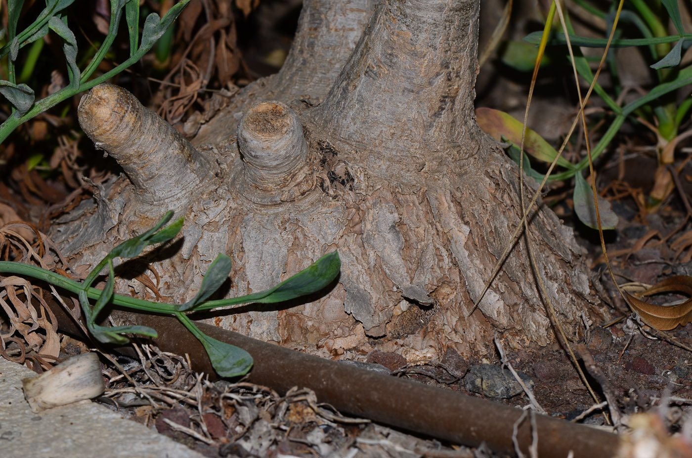 Image of Beaucarnea recurvata specimen.