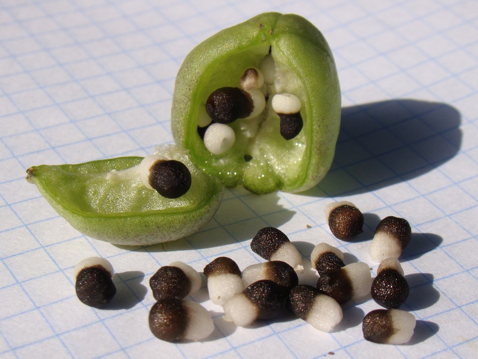 Image of Hyacinthus orientalis specimen.