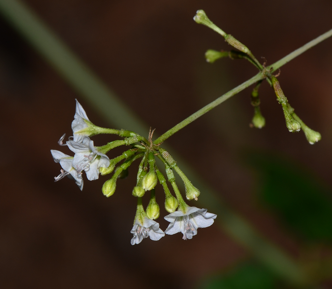 Изображение особи Commicarpus plumbagineus.