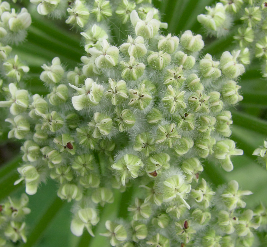 Изображение особи Heracleum stevenii.