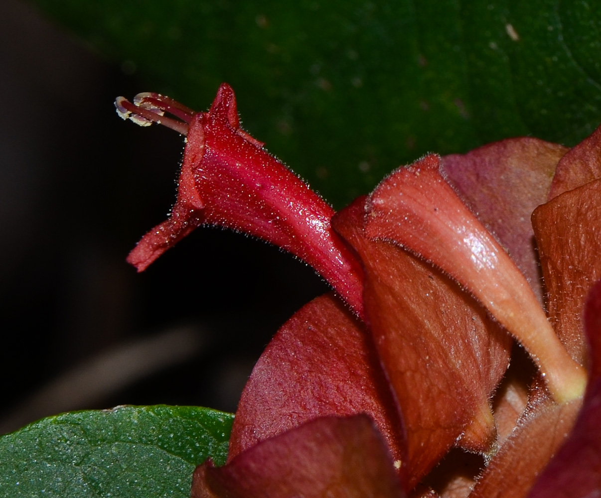 Image of Holmskioldia sanguinea specimen.