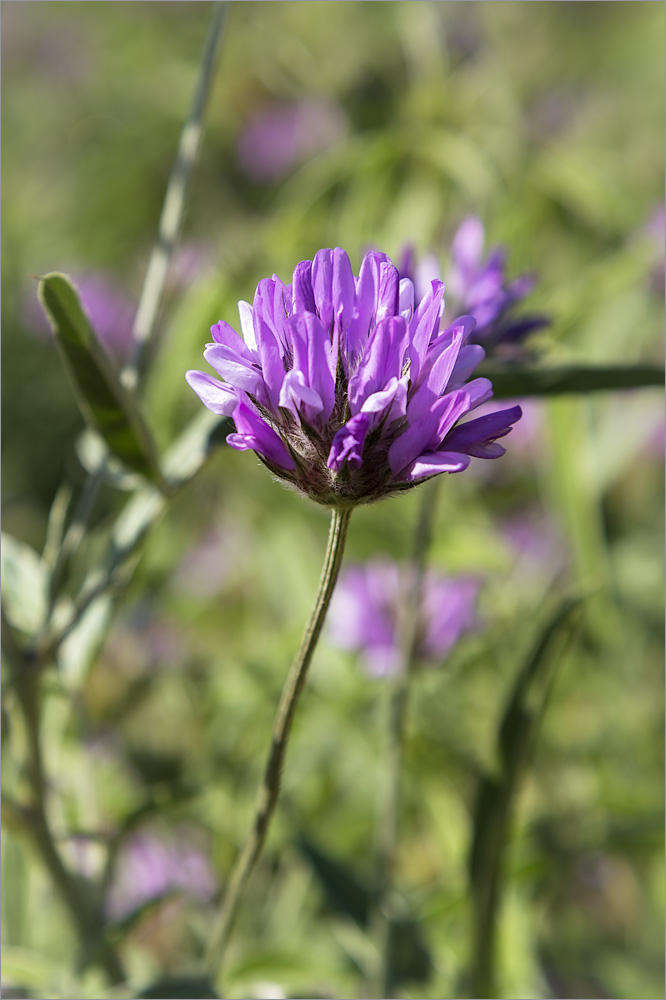 Image of Psoralea bituminosa specimen.